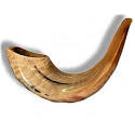 Шофар «Ram Horn» Ашкеназский 30-34 cm