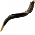 Шофар Натуральный «Kudu Horn» 61-66 cm.