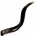 Шофар Натуральный «Kudu Horn» 50 - 55 cm.